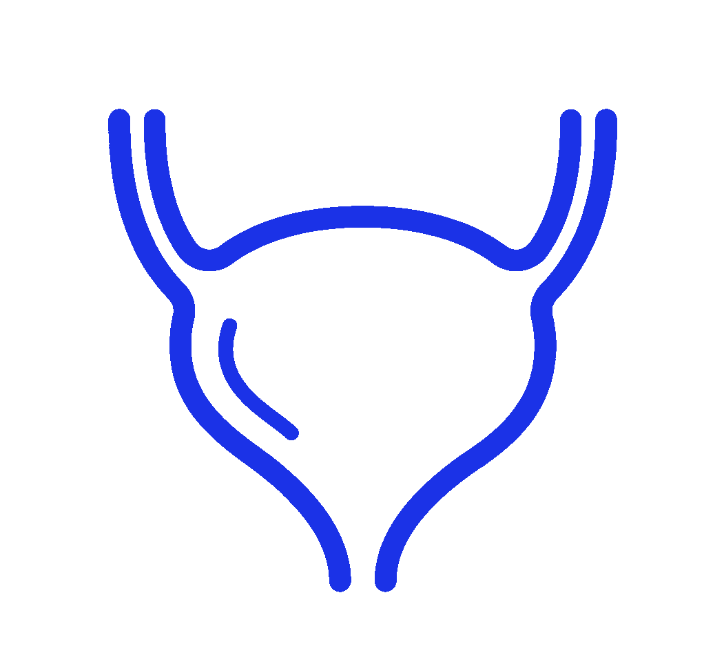 Bladder.png