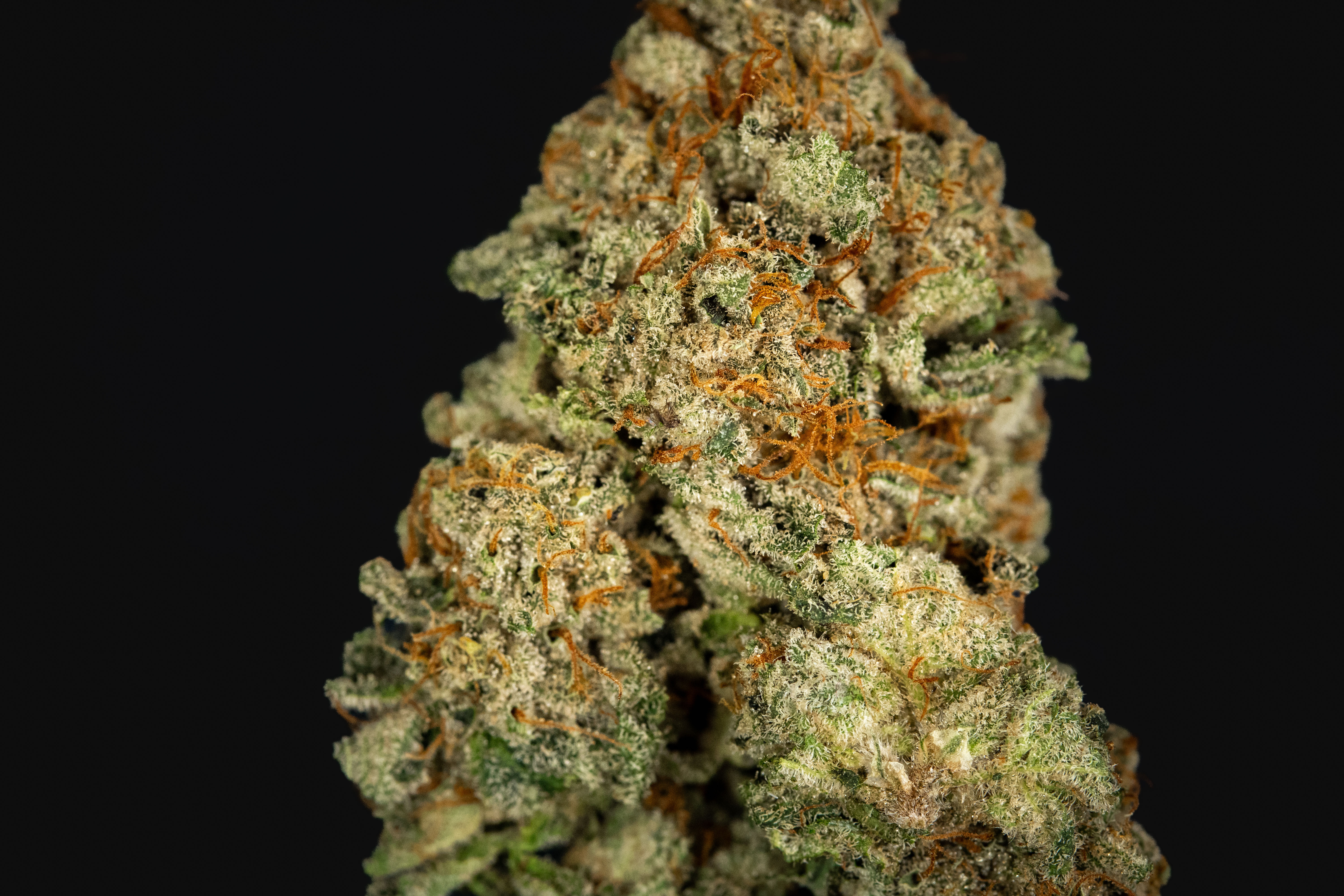 Fortune Cookie (Type 1)