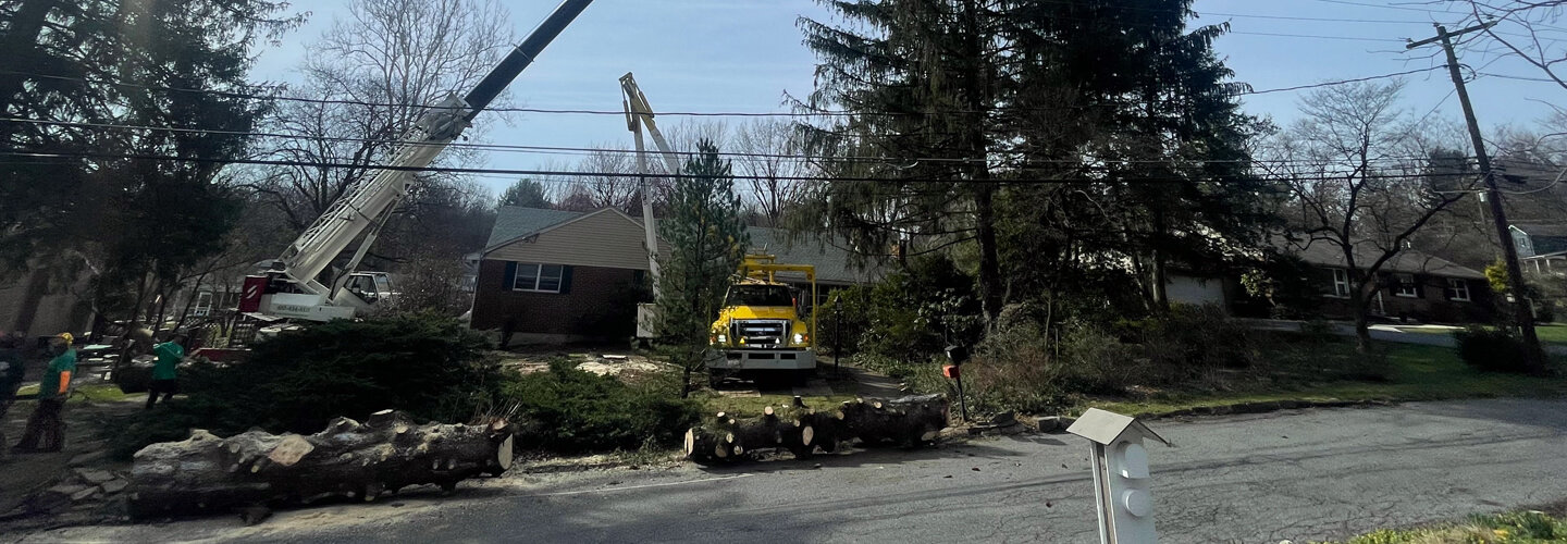 Tree Removal Service Near Me Belles Tree