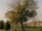 When Trees are Diseased and Stressed