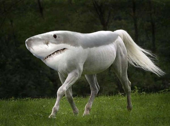 weird-animals-by-gyyp.jpeg_auto=webp.jpeg