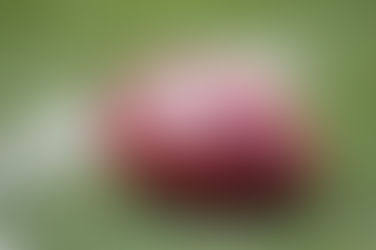 Conheça a história da bola de Futebol Americano