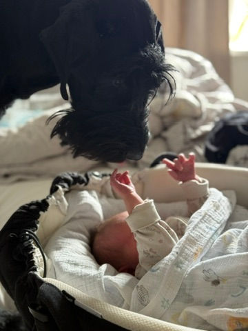 Hund och bebis - 2 övningar