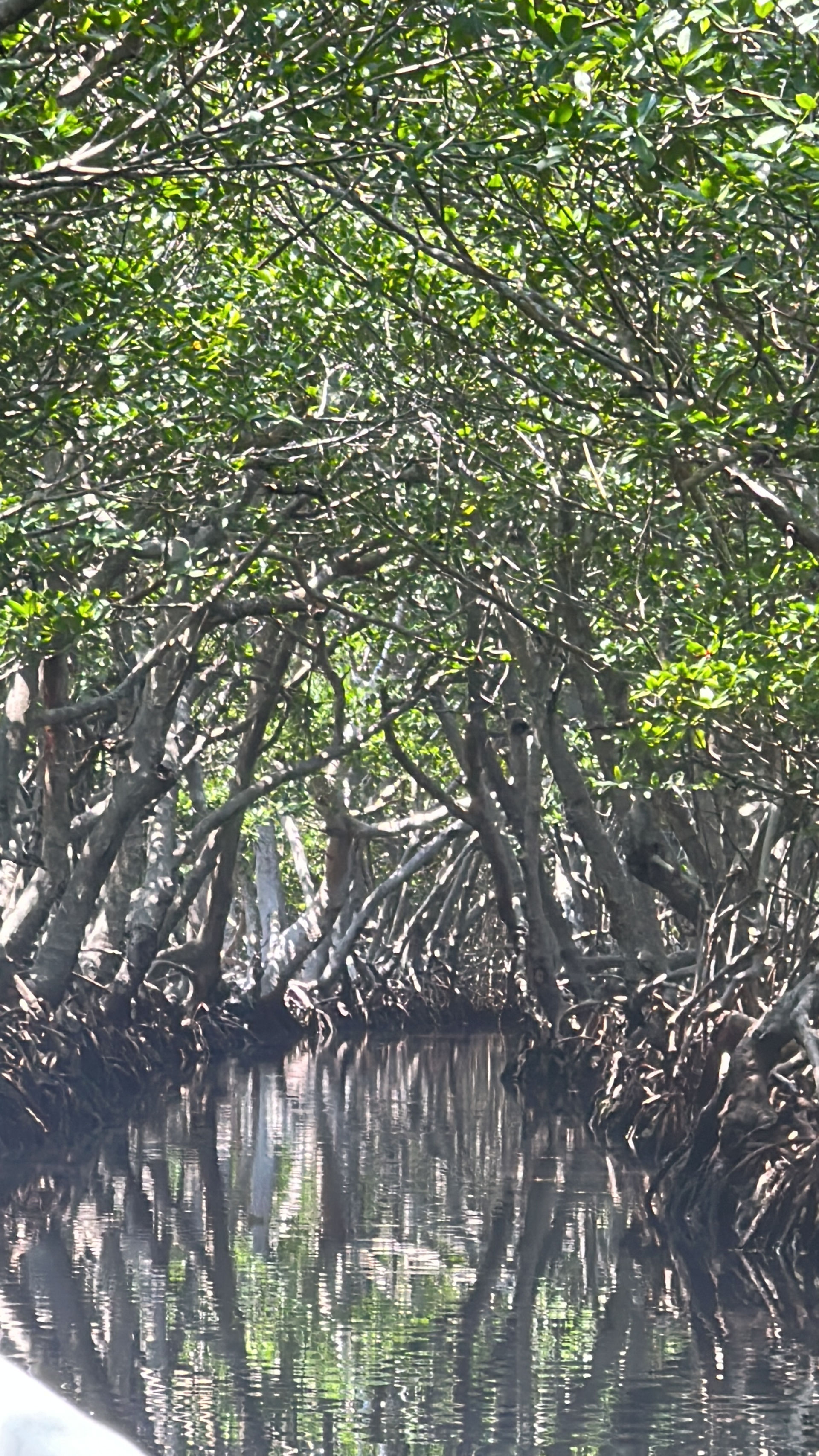mangroves 