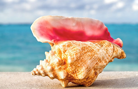 conch shell on beach