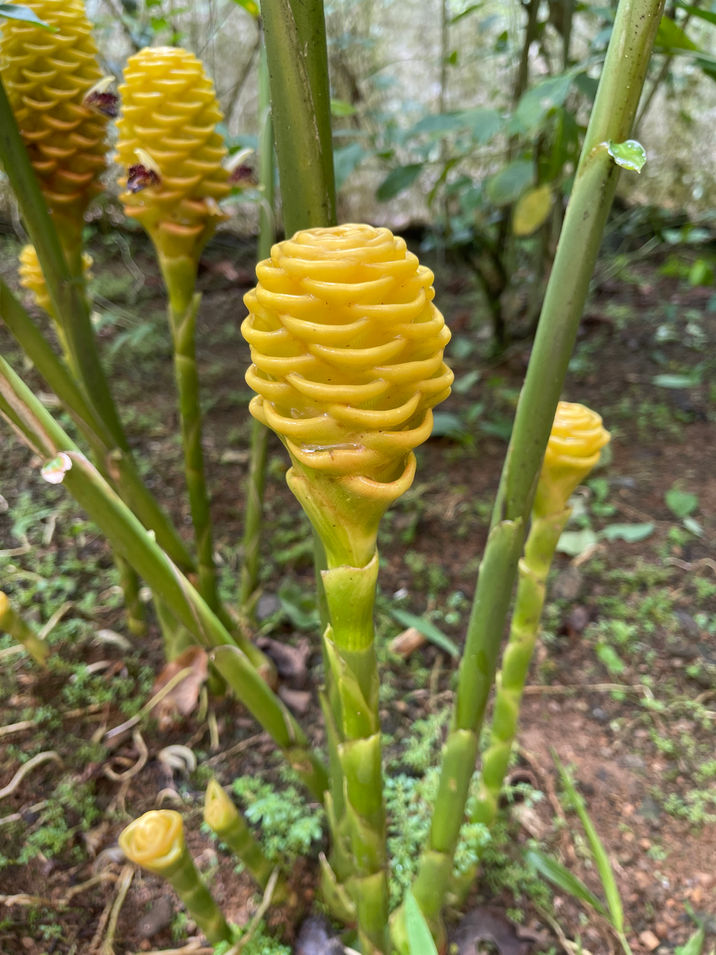 Yellow plant with green stalks named Beehive Ginger
