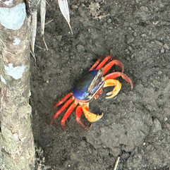 Bright colorful crab