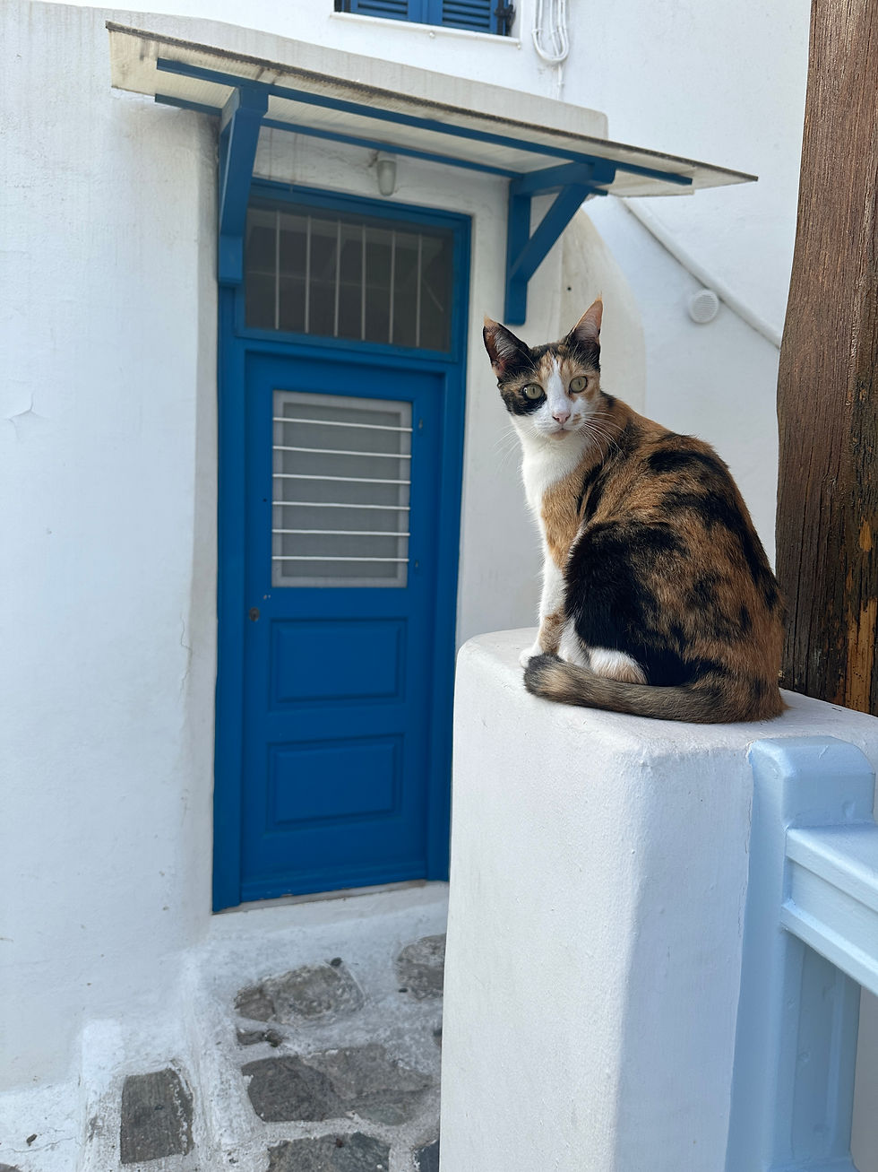Cat sitting on a white wall with a blue door behind it in Mykonos