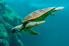sea turtle 2.jpg