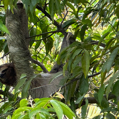 Sloth hanging in a tree