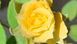 Rose - Day 24