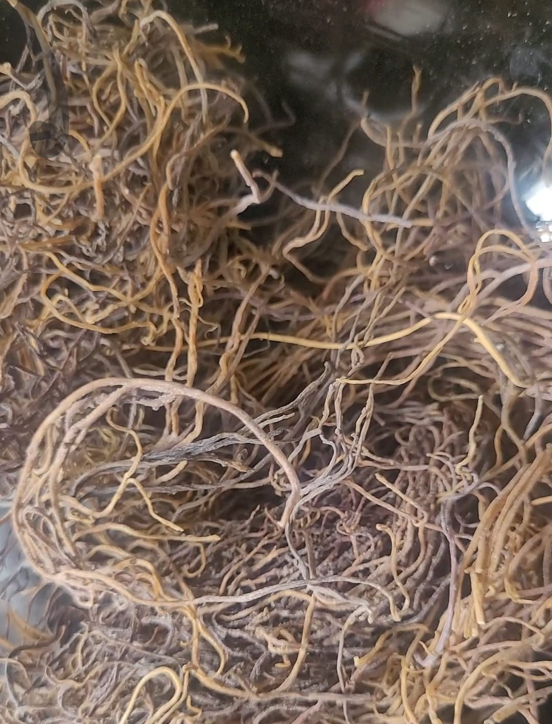 Wild harvested Honduran Sea Moss 