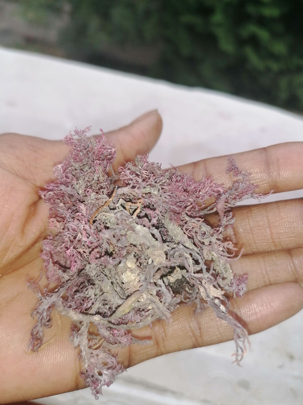 Thumbnail: Jamaican purple sea moss 200g 