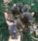 homeana babies.jpg