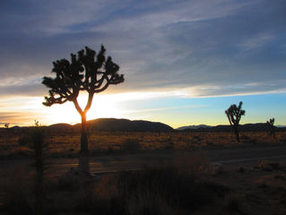 Joshua Tree National Park & Slab City 2016