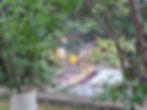 planta