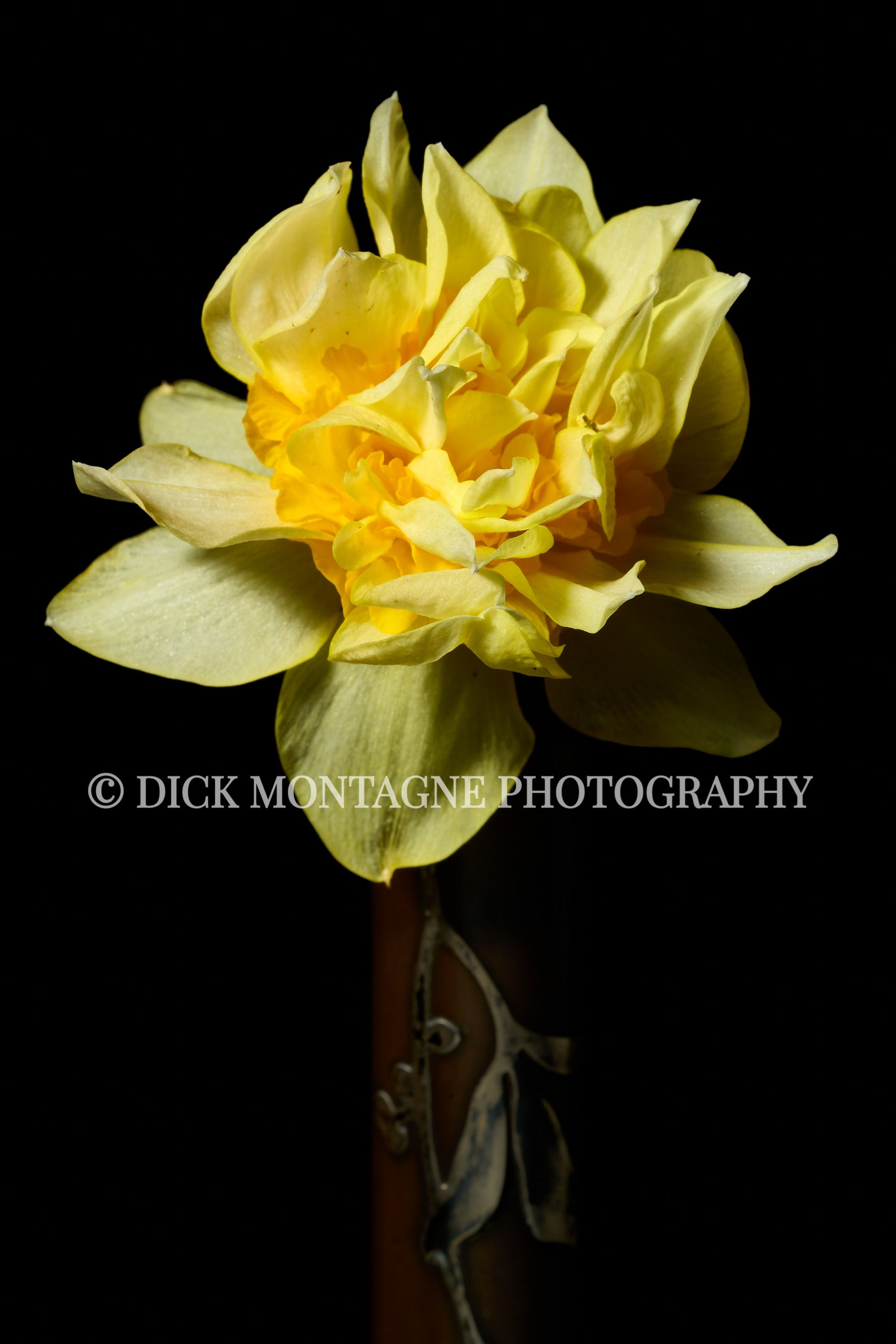 Yellow Replete Daffodil | 2022 February 21