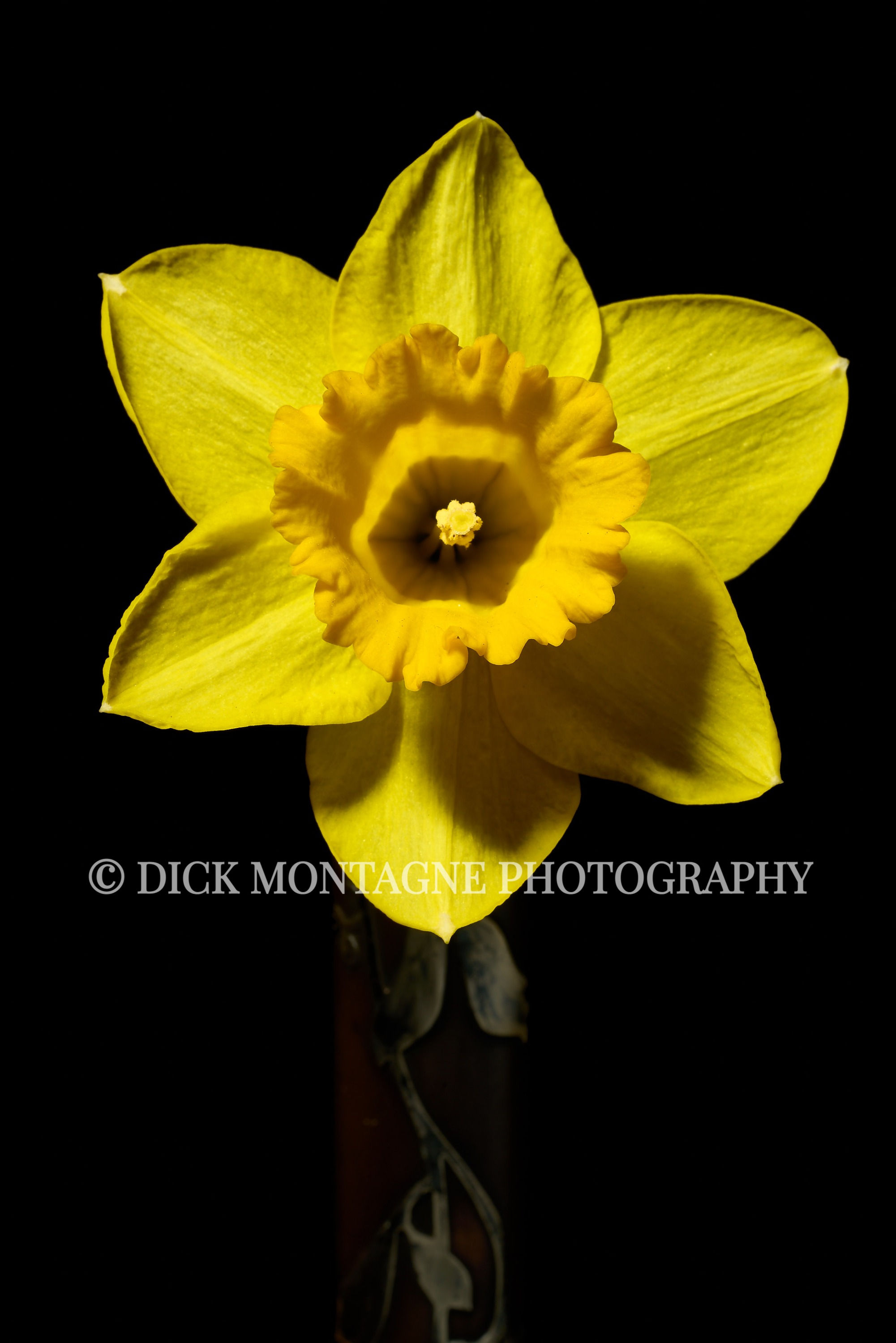 Bright Yellow Daffodil | 2022 February 24