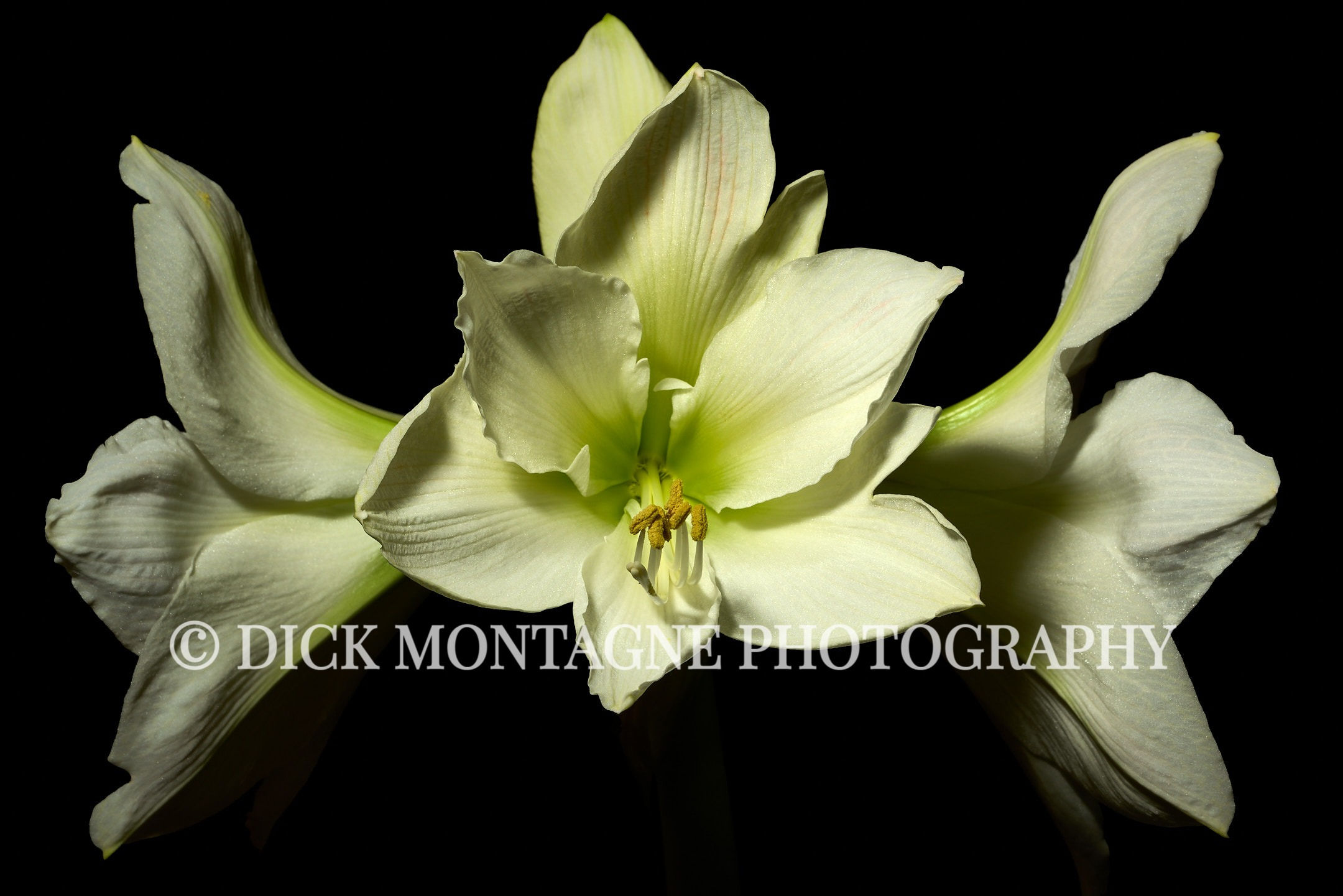 White Amaryllis #1 | 2022 February 04