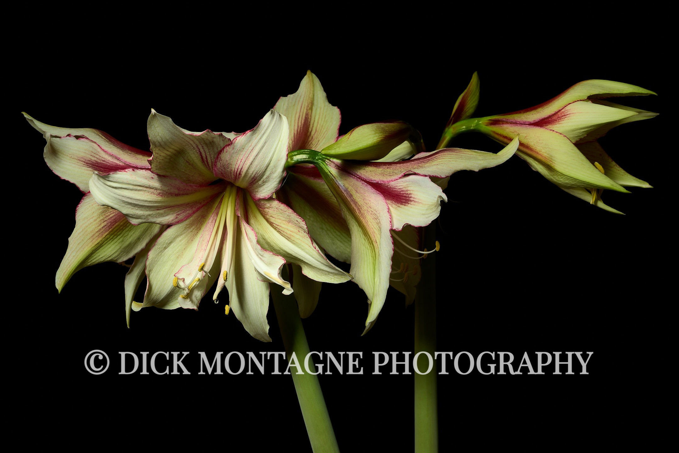 Amaryllis Plant #1 | 2021 December 21