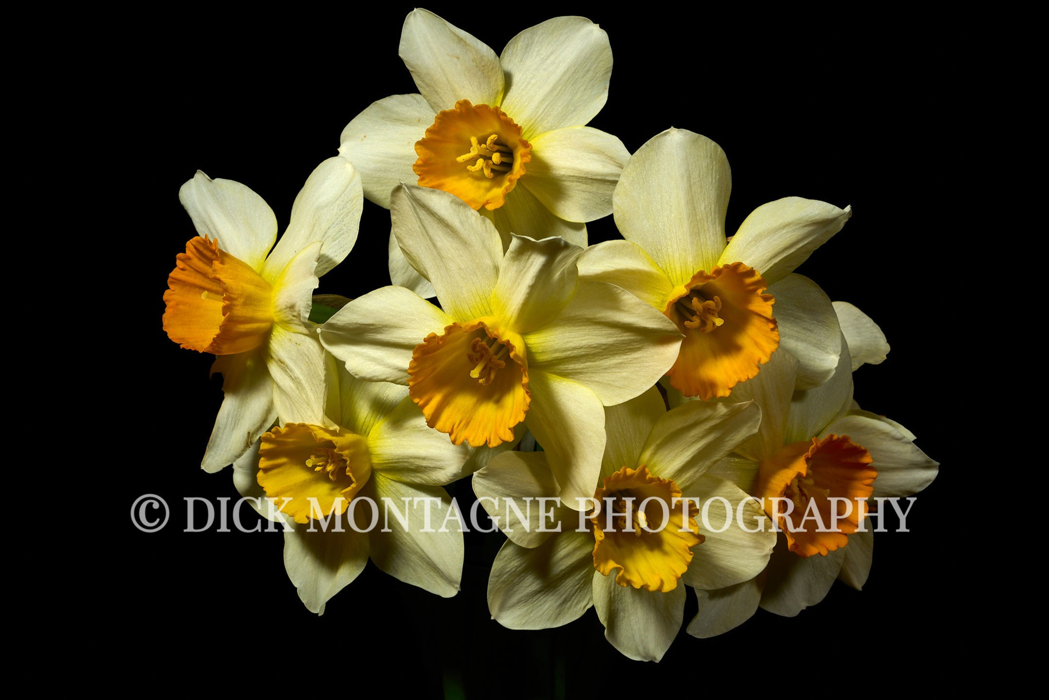 Yellow & Orange Daffodil Bouquet #1 | 2022 March 07