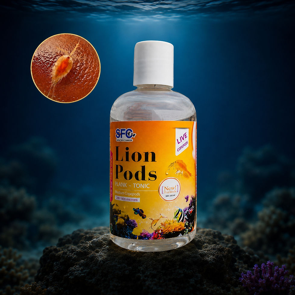 live-copepods-tigriopus-sirindhornae-lion-pods-thailand.jpg.jpg