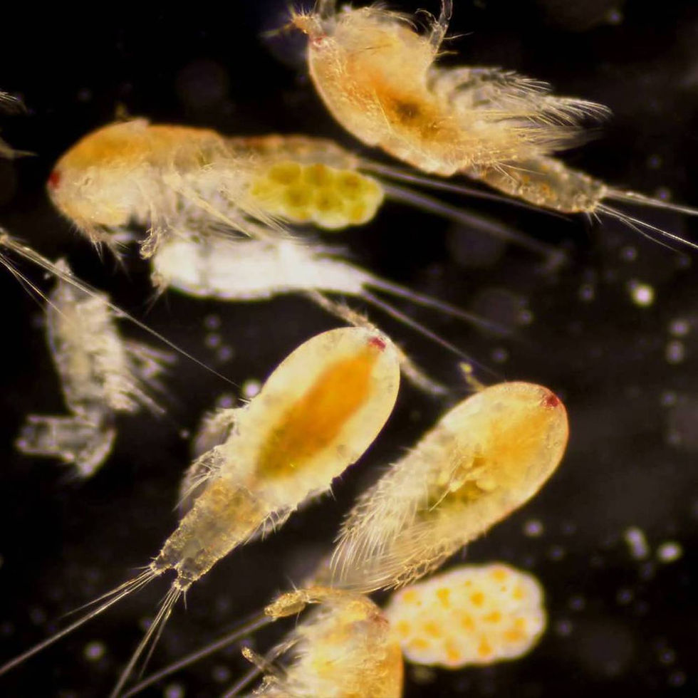 Tigriopus-sirindhornae-Lion-Pods-Gem-of-the-Gulf.jpg.jpg