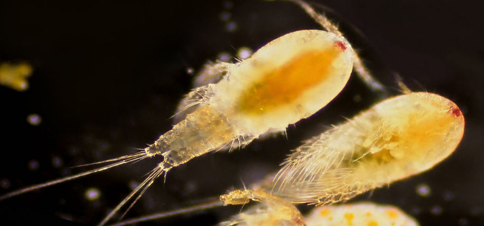 tigriopus-sirindhornae-culture-micrograph-lion-pods.jpg.jpg