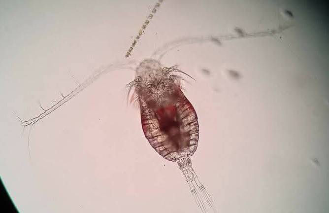Parvocalanus-crassirostris-reference-microscope-photo-Lion-Pods-Similan-Farm.jpg