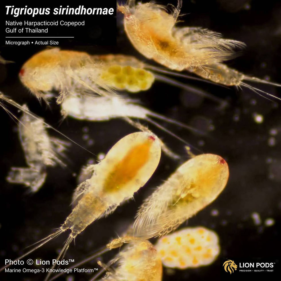 tigriopus-sirindhornae-micrograph-adult-lion-pods.jpg.jpg