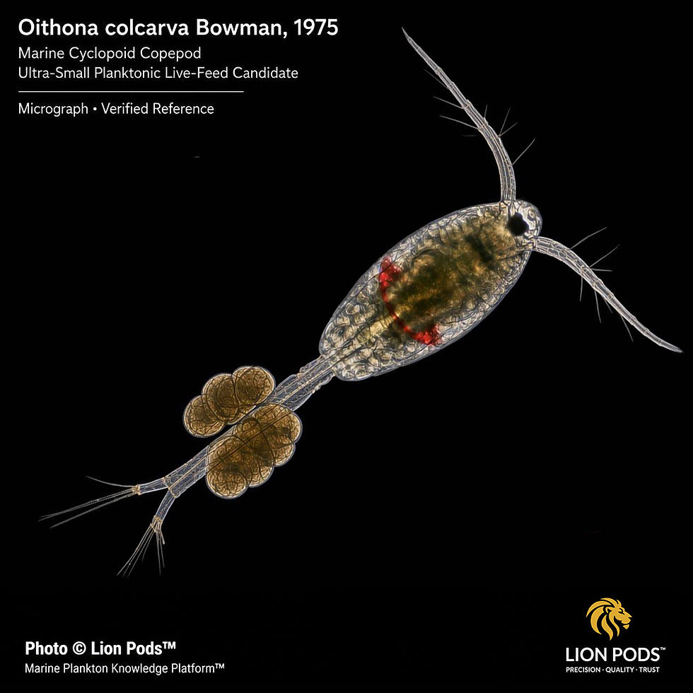 Oithona-colcarva-Bowman-1975-Lion-Pods-Verified-Micrograph.jpg.jpg