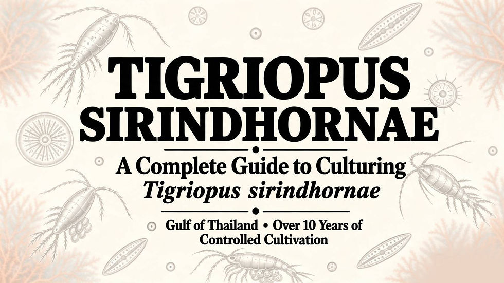 tigriopus-sirindhornae-thailandensis-copepod-gulf-of-thailand-lion-pods-reference.jpg