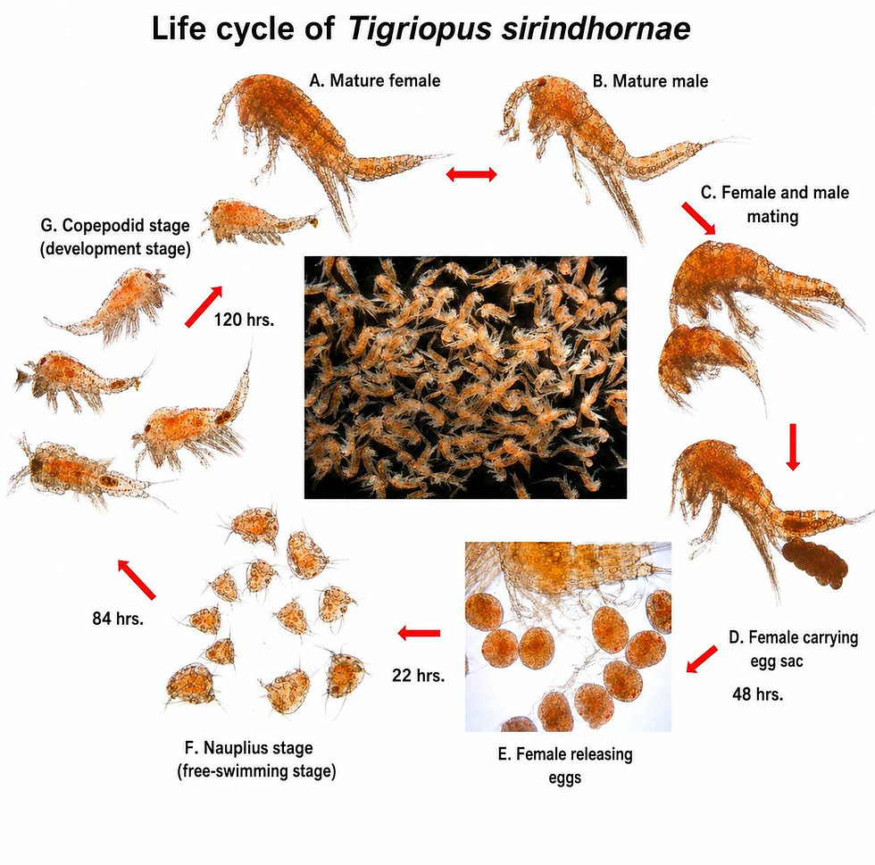 tigriopus-sirindhornae-chullasorn-2013-life-cycle-micrograph-verified-reference.jpg.jpg