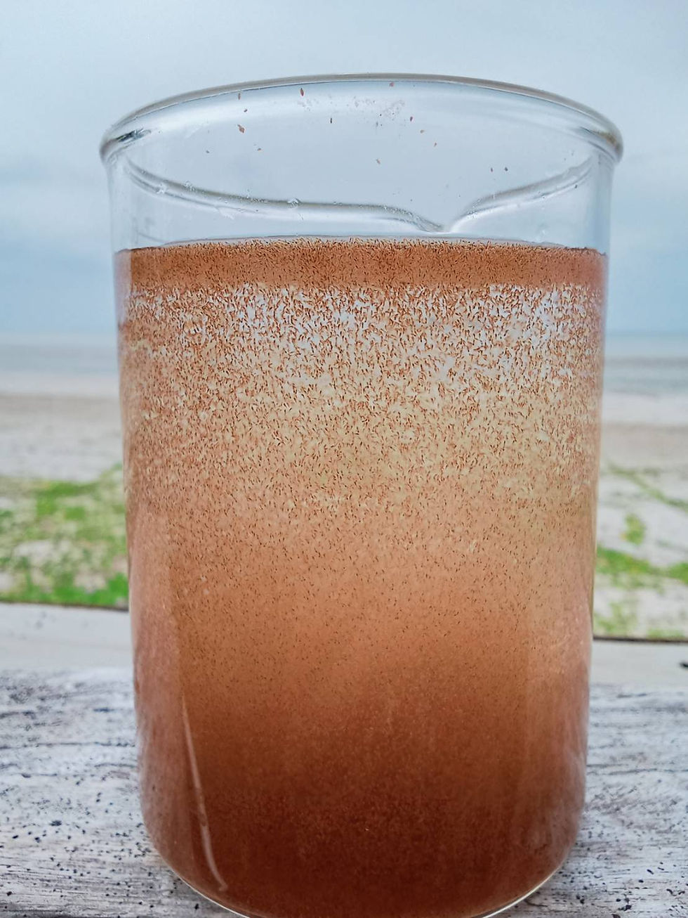 Tigriopus-sirindhornae-Lion-Pods-Gradient-Density-Beaker-Thailand.jpg