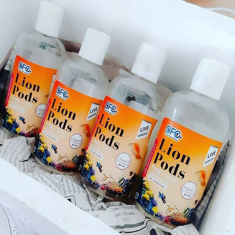lion-pods-live-copepods-tigriopus-sirindhornae-product-preparation-packaging.jpg.jpg