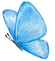 butterfly.png
