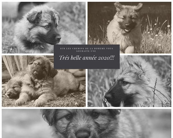 Bonne_année_chiens.jpg