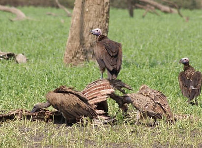Selous Game Reserve Safari from Zanzibar
