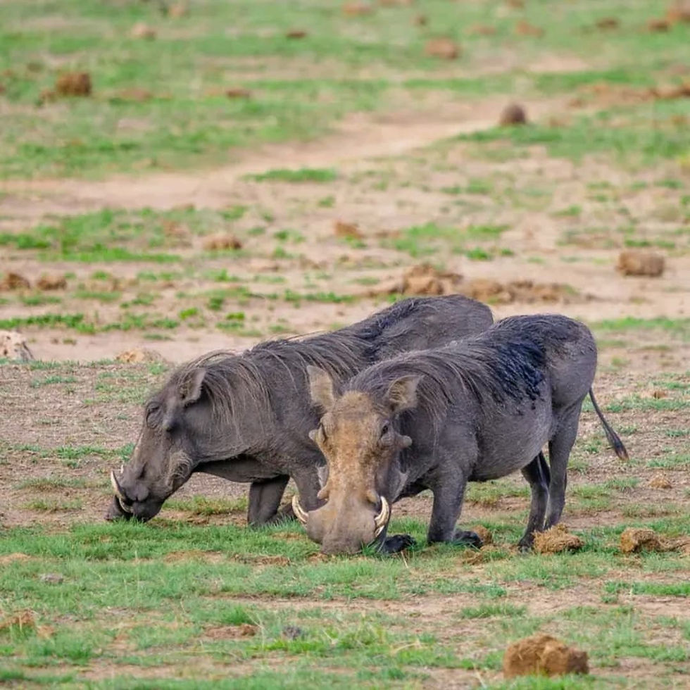 Ngorongoro Safari from Zanzibar