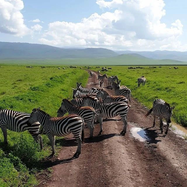 Ngorongoro Safari from Zanzibar