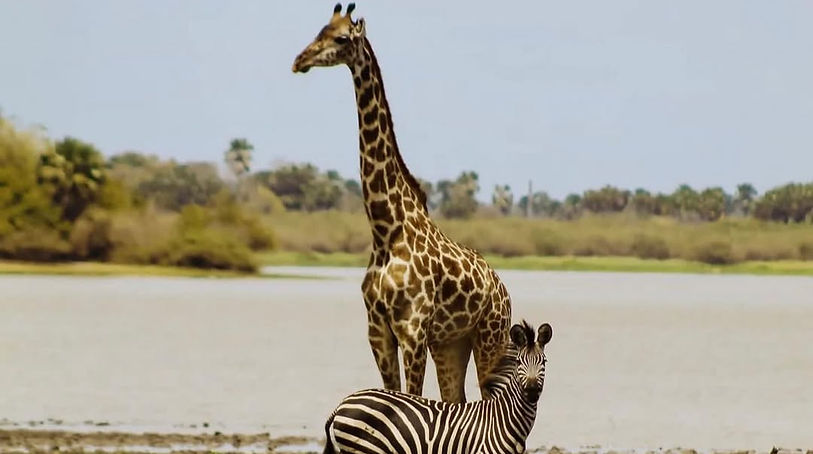 Selous Game Reserve Safari from Zanzibar_edited.jpg