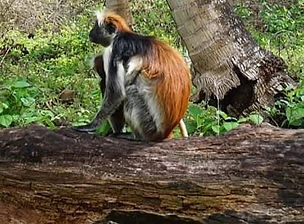 Jozani Forest Tour (1).jpeg