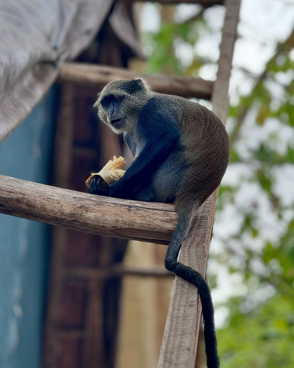 Selous Game Reserve Safari from Zanzibar