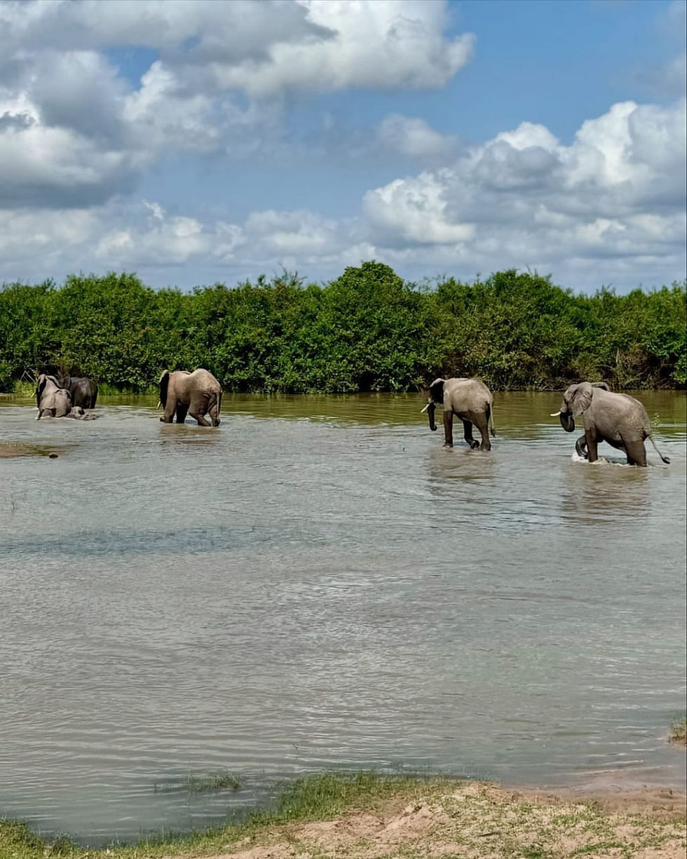 Selous Game Reserve Safari from Zanzibar