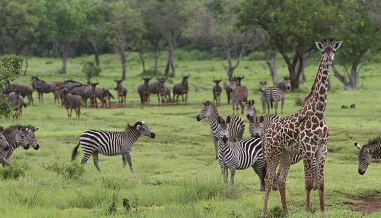 Safari to Selous from Zanzibar