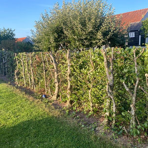 Beskæring af bøgehæk