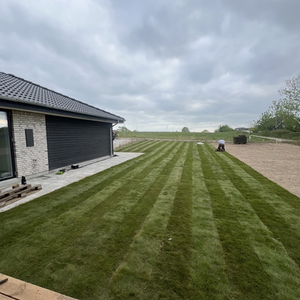 Lægning Af Rullegræs