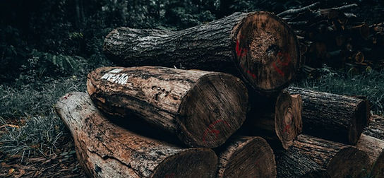 deforestation.jpg