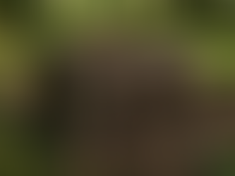 El síntoma no es el enemigo: Una visión a través de Freud, Reich y Jung