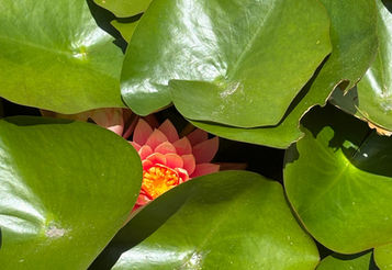 A pink pond flower peering from between lilypads.